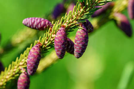 New fir cones in summer sun.の写真素材