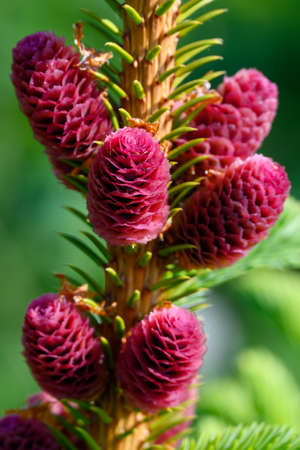 New fir cones in summer sun.の写真素材