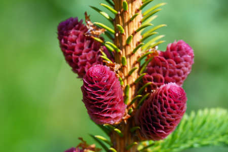 New fir cones in summer sun.の写真素材