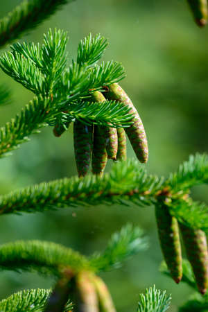New fir cones in summer sun.の写真素材