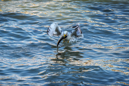 Seagull with fish in the city.
