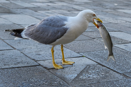 Seagull with fish in the city.の写真素材