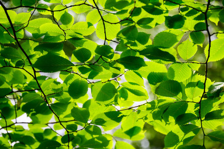 Green leaves after little rain.