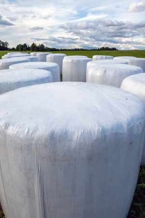 Silage rolls in green meadow.の写真素材