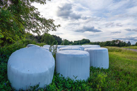 Silage rolls in green meadow.の写真素材