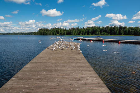 Sea gulls on footbridge in lake.の写真素材