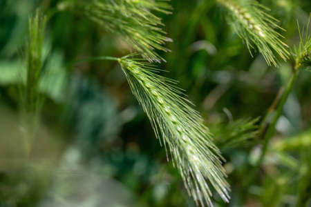 New wheat ears in spring.の写真素材