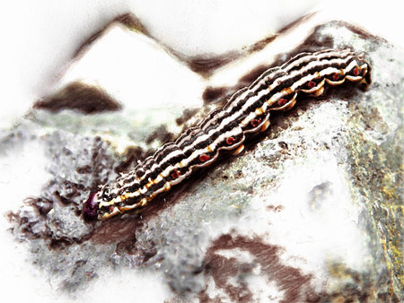 Careless Caterpillar Illustrationの写真素材