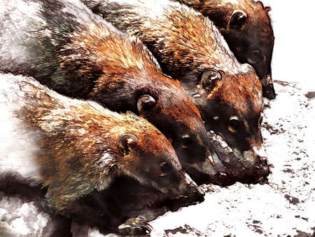 Tepoztecatl Badgers Illustrationの写真素材