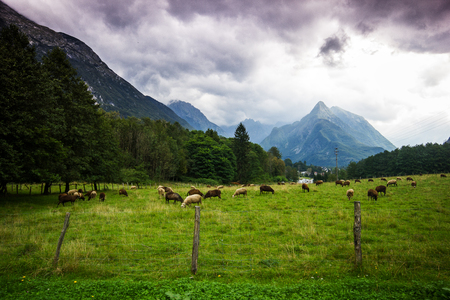 Alpine meadow with feeding sheep with high mountains in back befour storm, Sloveniaの写真素材