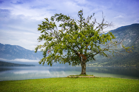 Old big tree standing alone in the lake with high mountains in the back, Bohijn Lake, Sloveniaの写真素材