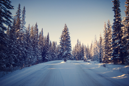 Tree standing alone in the middle of a narrow narrow road covered with snow, Banff National Park, Canadaの写真素材