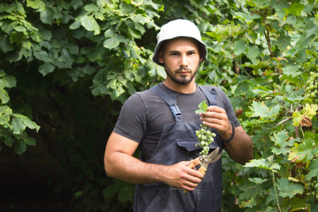 young man winemaker grapesの写真素材