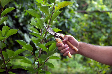 man garden cutting