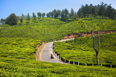 A man is on the road traveling across the green tea fields on a sunny day.