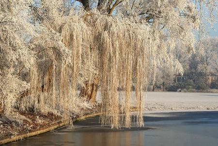 Frozen weeping willow in the parkの写真素材