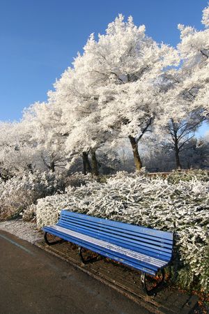 Bench with frozen trees in wintry parkの写真素材