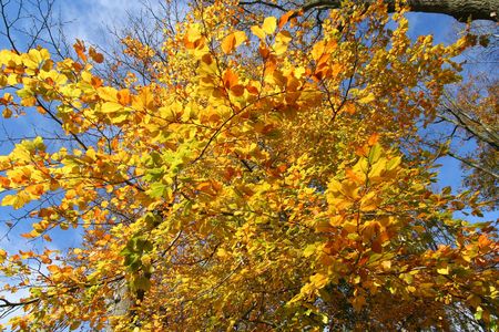 Autumn leaves in a forestの写真素材