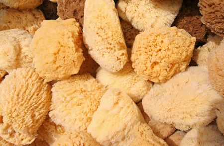Sponges from the Mediterranean Seaの写真素材