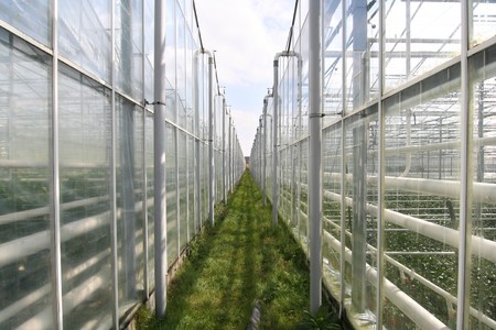 Agricultural greenhouses in Hollandの写真素材