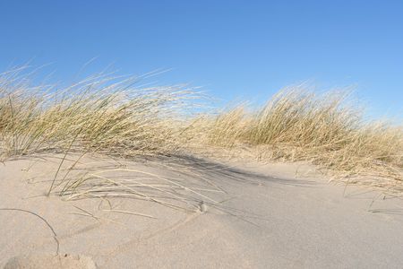 Dune grass near the beachの写真素材