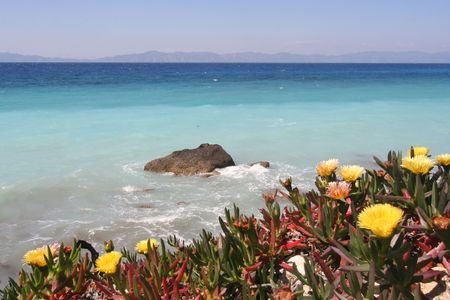 Spring flowers on the Mediterranean shoreの写真素材
