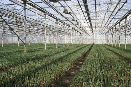 Young flowers in the greenhouseの写真素材