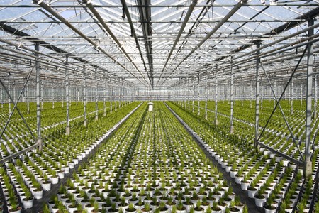 Young conifers in pots in the greenhouseの写真素材