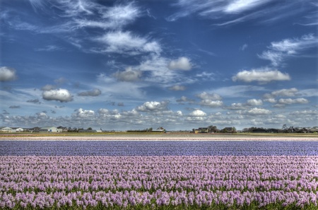 Pink and blue hyacinth fields in rural Hollandの写真素材
