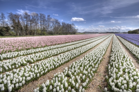 White and pink hyacint flower fields in Hollandの写真素材