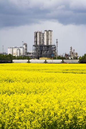 Canola field infront of an industrail plantの写真素材
