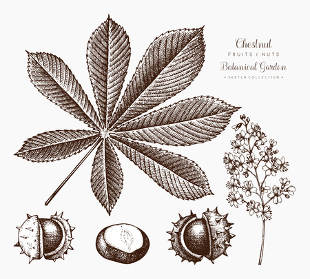 Chestnut botanical illustration.のイラスト素材