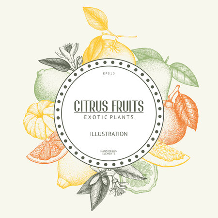 Ink hand drawn design with citrus fruitsのイラスト素材