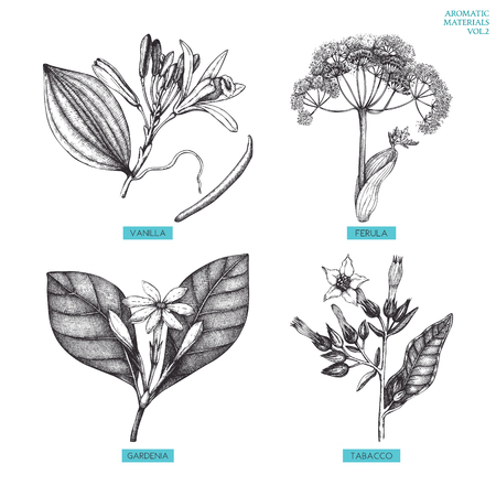 Aromatic and medicinal plant setのイラスト素材