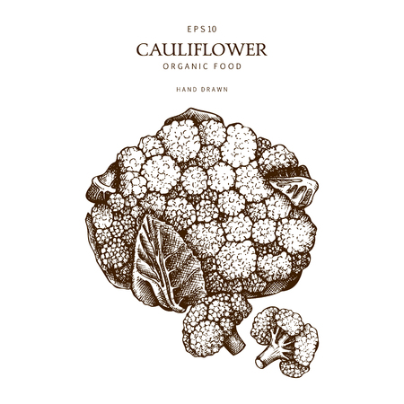 Vintage cabbage illustration.のイラスト素材