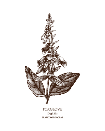 Botanical illustration of Foxglove.のイラスト素材