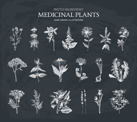 Vector Collection of hand drawn Herbs.のイラスト素材