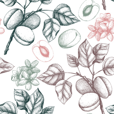 Vector apricot vintage backgroundのイラスト素材