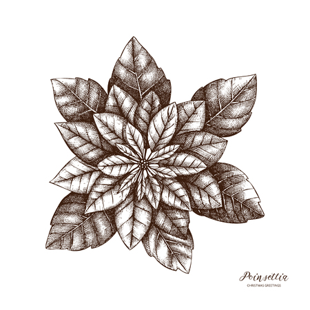 Vector illustration of hand drawn poinsettia. Christmas decor elements. Vintage winter plants sketch. New year greeting card or invitation design. Outlinesのイラスト素材