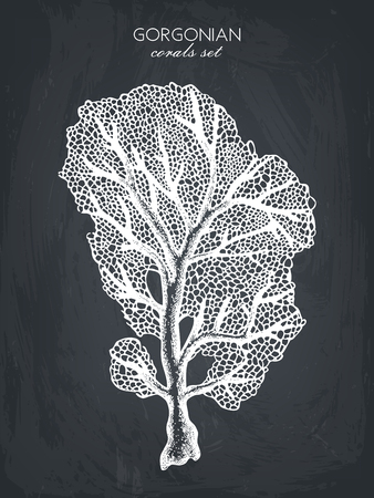 Reef corals sketch on plain background.のイラスト素材