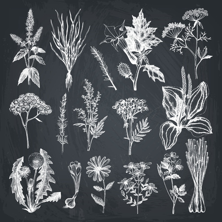 Vector Collection of Hand Drawn Spices and Herbs.のイラスト素材