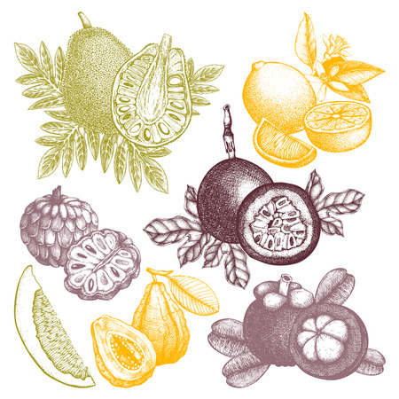 Vector collection of hand drawn tropical fruitsのイラスト素材
