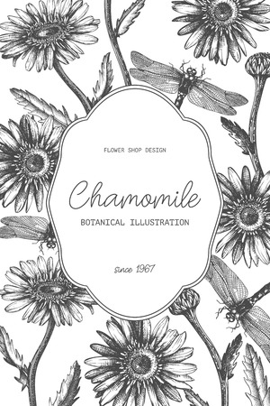 Vector frame with hand drawn chamomile flowers  sketches.のイラスト素材