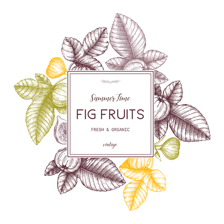 Vector design with hand drawn figs sketch. Vinatge frame with botanical illustration of fig fruit branch. Retro template with summer elements.のイラスト素材