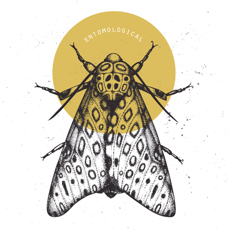 Vintage card with hand drawn butterfly. Gaint leopard moth vector illustration. Sketched design template. Insects collectionのイラスト素材