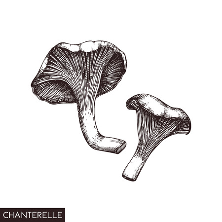 Vector illustration of hand drawn Chanterelle mushrooms. Sketched style organic product isolated on white background. Healthy food drawing. Forast plants collection.のイラスト素材
