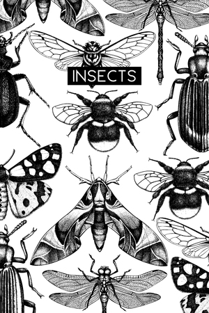 Vector background with high detailed insects illustration. Hand drawn butterflies, beetles, cicada, bumblebee sketches. Vintage entomological template design.のイラスト素材