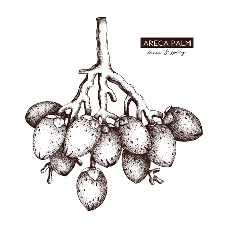 Vector Areca palm illustration. Hand drawn tropical tree sketch. Botanical design template. Vintage tonic plant drawing.のイラスト素材