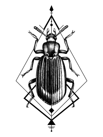Hand drawn darkling beetle sketch. Vintage insects collection. Vector illustration for t-shirt design or tattoo. Bohemian art.のイラスト素材