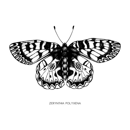 High detailed illustration of Zerynthia polyxena. Hand drawn butterfly sketch. Vintage insect drawing on white background.のイラスト素材